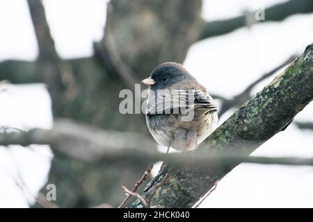 Dark Eyed Junco (Junco hyemalis) perched in a tree Stock Photo