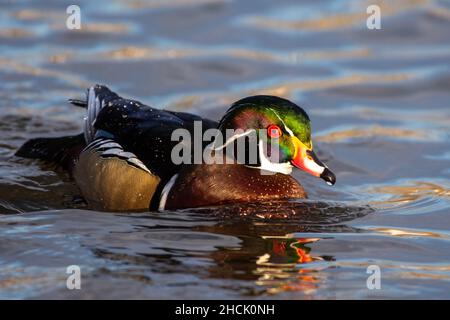 Wood Duck (Aix sponsa) male swimming in the water in winter plumage. Stock Photo