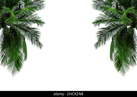Coconut tree isolated on white background Stock Photo