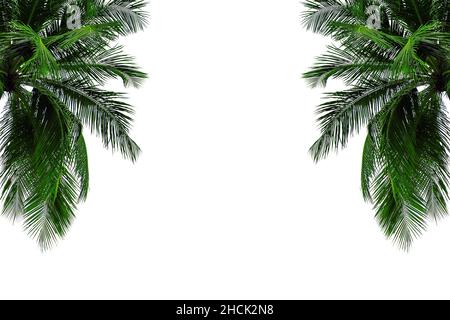 Coconut tree isolated on white background Stock Photo