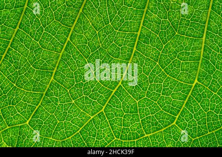 Close up of green leaf. Abstract green leaf texture background. Stock Photo