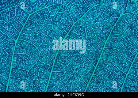 Close up of blue leaf. Abstract blue texture background. Stock Photo