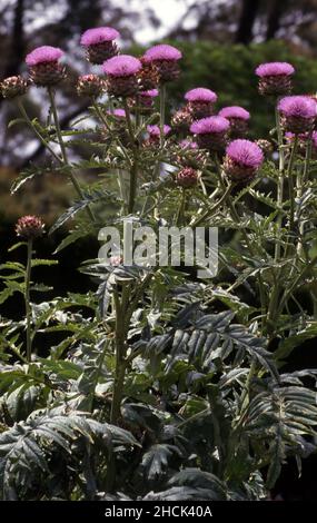 GLOBE ARTICHOKES (CYNARA SCOLYMUS) IN FLOWER. THE EDIBLE PORTION IS BEFORE THE PLANTS COMES INTO BLOOM. NEW SOUTH WALES, AUSTRALIA. Stock Photo