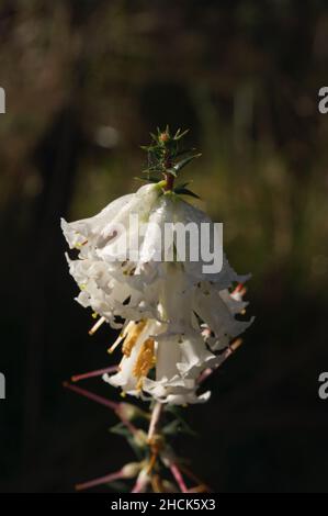 Common Heath (Epacris Impressa) is common in the woodlands of Southern Australia, and comes with red or white flowers. The white ones are more common. Stock Photo