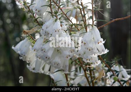 Common Heath (Epacris Impressa) has 2 different colours - red or white. This white one looks very pretty with some rain drops twinkling in the sun. Stock Photo