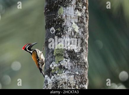 Lesser Flameback or Black Rumped Flameback Woodpecker, Dinopium benghalense, Karkala, Mangalore, Karnataka India Stock Photo