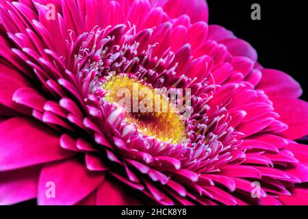 Gerbera flower close up, Macro flower. Stock Photo
