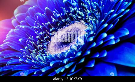 Gerbera flower close up, Macro flower. Stock Photo