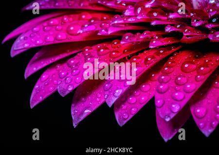Close up water drops on pink gerbera daisy flower. Stock Photo