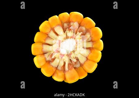 Corn cross section isolated on black background Stock Photo