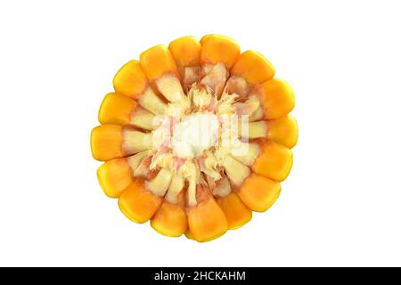 Corn cross section isolated on white background Stock Photo