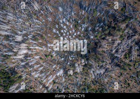 Dead and Dying Forest Caused by a Bark Beetle Infestation Stock Photo