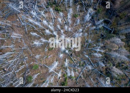 Dead and Dying Forest Caused by a Bark Beetle Infestation Stock Photo