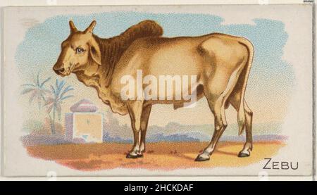 Allen & Ginter (American, Richmond, Virginia) Zebu, from the Quadrupeds series (N21) for Allen & Ginter Cigarettes, 1890 American,  Commercial color lithograph; Sheet: 1 1/2 x 2 3/4 in. (3.8 x 7 cm) The Metropolitan Museum of Art, New York, The Jefferson R. Burdick Collection, Gift of Jefferson R. Burdick (Burdick 201, N21.50) http://www.metmuseum.org/Collections/search-the-collections/409185