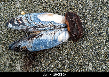 An abandoned clamshell on the beach at Humboldt Lagoons State Park in California, USA Stock Photo
