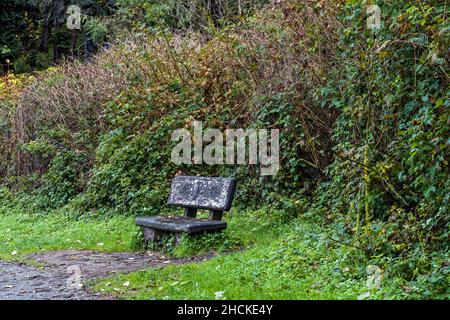 An old wood bench on the trail at Prairie Creek Redwoods State Park in California, USA