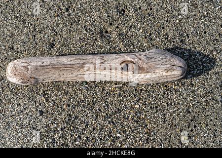 Close up of a smooth piece of driftwood on Gold Bluffs Beach at Prairie Creek Redwoods State Park in California, USA Stock Photo