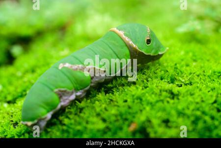 Common Mormon larva close-up macro photograph. Stock Photo