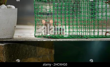 House rat trapped inside the metal mesh rat trap cage. Stock Photo
