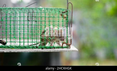 House rat trapped inside the metal mesh rat trap cage. Stock Photo