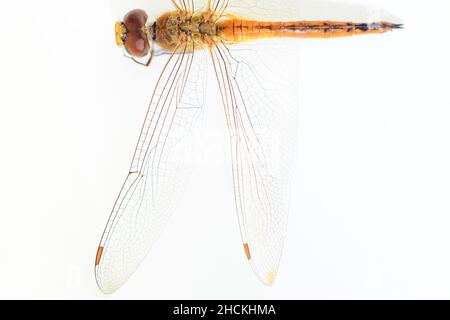 Dragonfly's left hindwing and forewing pattern and the body. Close up macro against a white background. Stock Photo