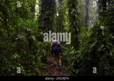 Man hiking through lush rainforest Stock Photo