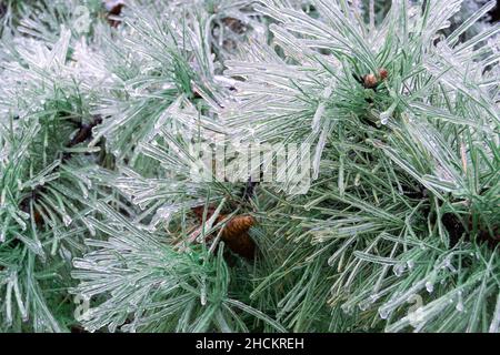 Green pine needles incased in ice during an ice storm Stock Photo