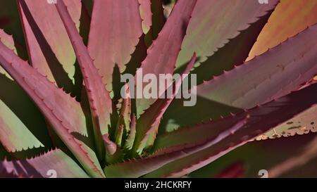 Closeup view of a beautiful aloe plant (Aloe cameronii) with green and red colored leaves with small thorns on sunny day in a garden at French Riviera. Stock Photo