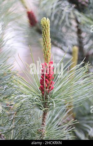 Pinus pumila, commonly known as the Siberian dwarf pine, dwarf Siberian pine or dwarf stone pine Stock Photo