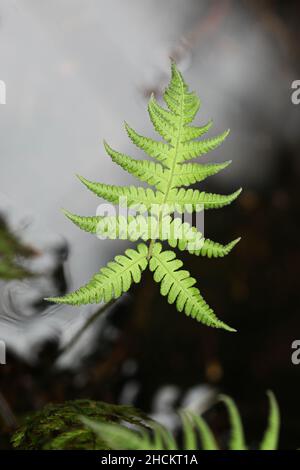 Phegopteris connectilis, commonly known as long beech fern, northern beech fern, and narrow beech fern Stock Photo