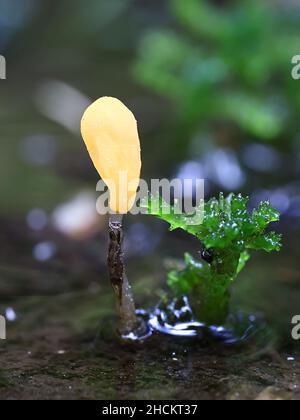 Mitrula paludosa, commonly known as swamp beacon or bog beacon, wild fungus from Finland Stock Photo
