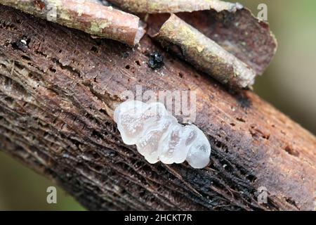 Myxarium nucleatum, also called Exidia nucleata, commonly known as crystal brain or granular jelly roll, wild fungus from Finland Stock Photo