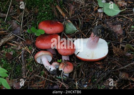 Russula rhodopus, a red brittlegill mushroom from Finland with no common English name Stock Photo