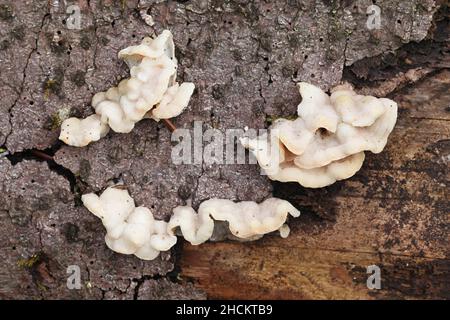 Skeletocutis amorpha, known as rusty crust, a poroid fungus from Finland Stock Photo