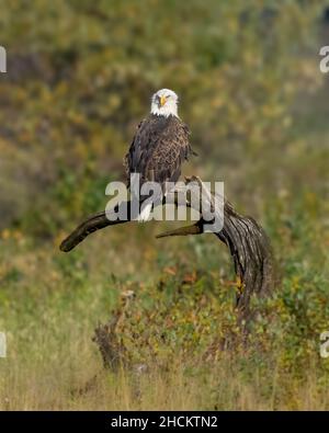 Vertical shot of a Bald Eagle standing on a tree during the day Stock Photo
