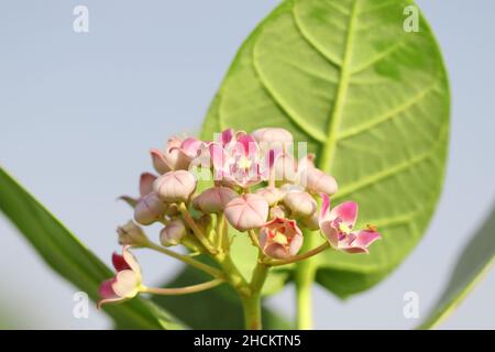 Close-up photo of Madar plant flowers in bloom in the field (Calotropis gigantea, the crown flower, madar, aak, is a species of Calotropis native) Stock Photo