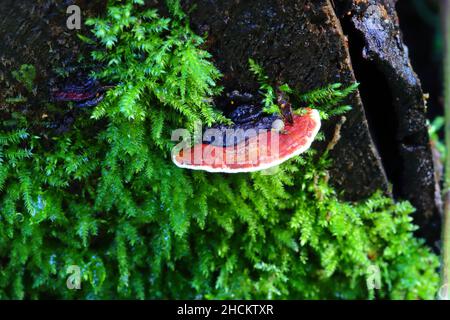 Close up image of Reishi or Lingzhi Fungi and Log Fern Growing out of Rotting Timber. Stock Photo