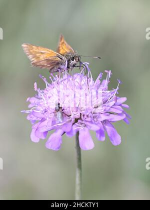 Ochlodes sylvanus, commonly known as large skipper, feeding on field scabious, Knautia arvensis Stock Photo