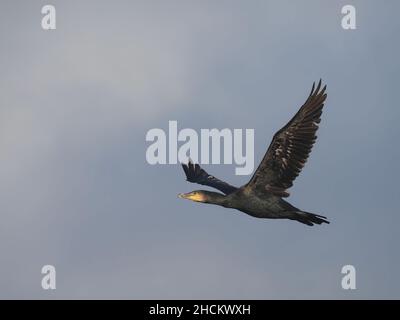 Juvenile cormorants have pale underbellies, adults are basically all dark.  These cormorants use a wood to roost before flying to local waters to feed. Stock Photo