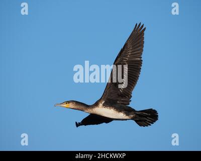 Juvenile cormorants have pale underbellies, adults are basically all dark.  These cormorants use a wood to roost before flying to local waters to feed. Stock Photo