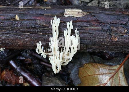 Artomyces pyxidatus, known as crown coral, crown-tipped coral fungus or candelabra coral, wild mushroom from Finland Stock Photo