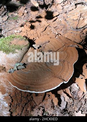 Ganoderma lipsiense, also called Ganoderma applanatum, known as artist's bracket fungus, artist's conk or bear bread, a polypore fungus from Finland Stock Photo