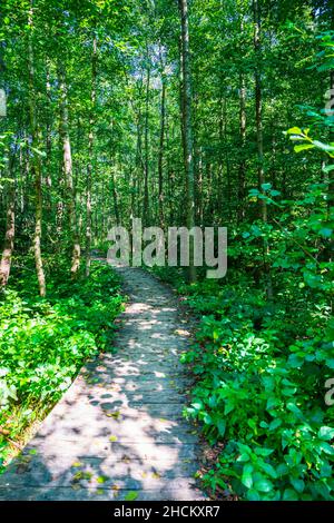 Curved wooden path through green jungle like thicket of trees in german forest nature landscape hiking paradise outdoors Stock Photo