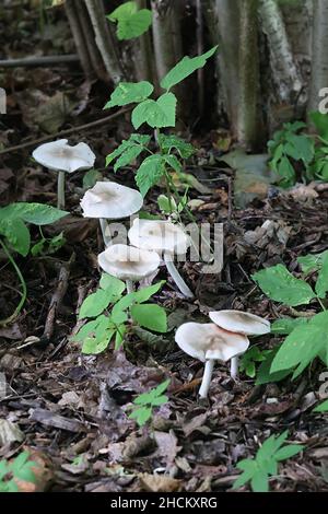 Pluteus petasatus, a shield mushroom growing on wood chips in Finland, commonly known as scaly shield Stock Photo