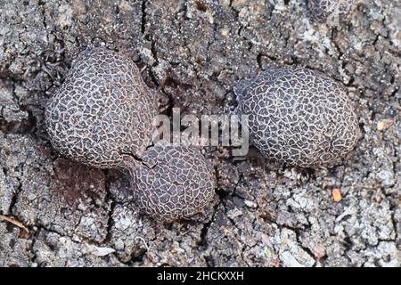 Amaurochaete atra, a slime mold from Finland, no common English name Stock Photo
