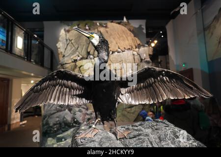 A comorant bird ( Phalacrocorax carbo ) exhibit in the natural history section of the National Museum Wales in Cardiff Wales UK Stock Photo