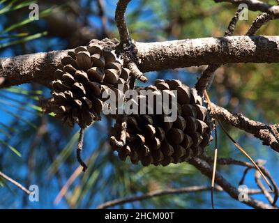 Close-up view of opened cones of a maritime pine (also cluster pine, Pinus pinaster) with brown branches and green needles at Cap Roux, French Riviera. Stock Photo