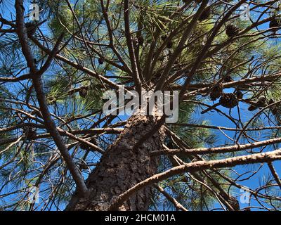 Low angle view of a maritime pine (also cluster pine, Pinus pinaster) with trunk, branches and green needles in autumn season at Cap Roux, France. Stock Photo