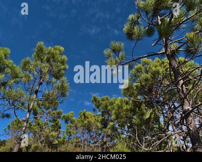 Low angle view of a forest at Cap Roux near Saint-Raphael, France on mediterranean coast with maritime pine trees (also cluster pine, Pinus pinaster). Stock Photo