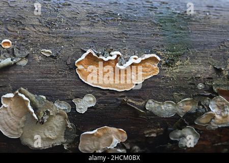 Skeletocutis amorpha, known as rusty crust, a poroid fungus from Finland Stock Photo